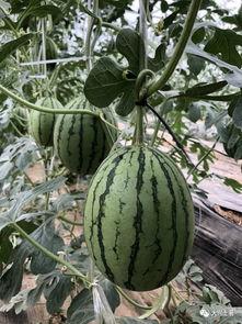 网红大瓜在哪找,揭秘热门事件背后的秘密聚集地