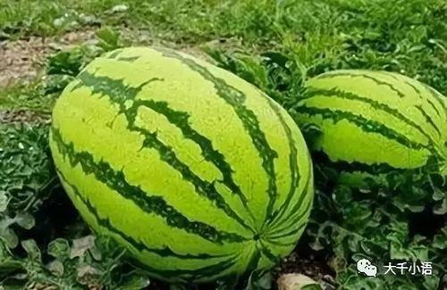 52每日大瓜视频 爆炸瓜视频